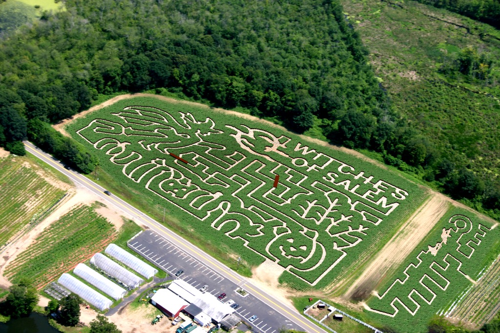 corn-maze
