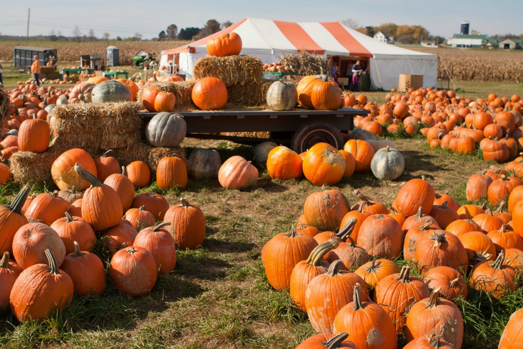 fall-festival